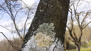 Ce ne facem cu lichenii si mushcii de pe pomi?