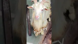 NewEntry FLUFFY Hairy Bentom Goat Up ForSale 9833578320 #KFCGOATS