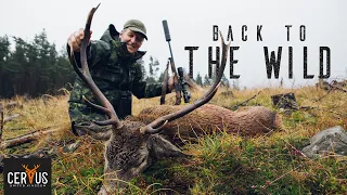 ROARING HIGHLAND STAGS! | BACK TO THE WILD