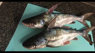 Are Saltwater Catfish Really Good To Eat? (Don't Be Fooled) Catch, Clean and Cook Gaftopsail