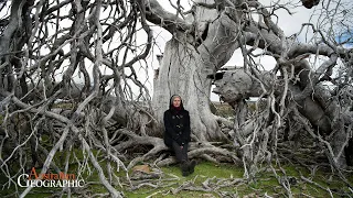 The Weeping Tree - Episode 2: Eve Lazarus, Botanist & Lucienne Richard, Artist