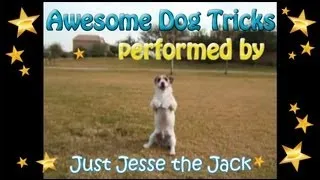 Dog Tricks performed by Jesse the Amazing JRT!