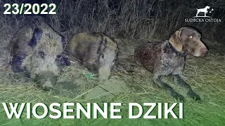 SUDECKA OSTOJA 23/2022 Polowanie na dziki wild boar hunting Wildschweinjagd chasse au sanglier