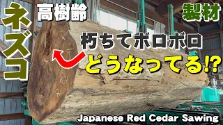【朽ちて崩れた！】岩手県産ネズコ原木を製材【木の店さんもく】Japanese Red Cedar Sawing