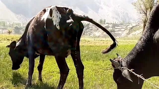 Animal Cow 😱 || Village Animals ||