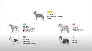 How Accurate are Dog DNA Tests? Should I Test My Dog's DNA?