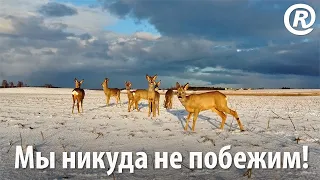 Мы никуда не побежим! Capreolus capreolus на DJI Mini 2 + инструкция, как с девушками знакомиться.