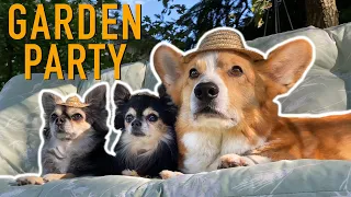 GARDEN MISSION! - Topi the Corgi