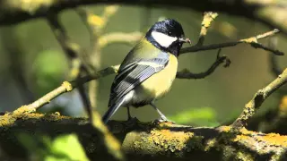 mésanges charbonnières HD / Great tit HD