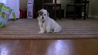 Renny, the Coton de Tulear, at 12 Weeks.mov