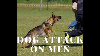 dog attack human || Killer dog English hindi dubbed