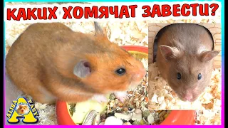 Какие хомячат завести?  / Сирийские или кемпбелла / Alisa Easy Pets