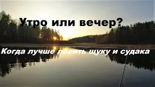 Утро или вечер? Когда ловить хищника.