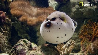 Le dangereux poisson-globe, boule de poison mortel !