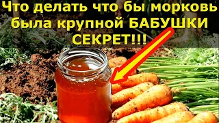 Чем подкормить морковь в июне бабушкин секрет. Подкормка для моркови.