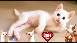 KITTEN'S CUTEST HEAD DANCE AND FREESTYLE YOU'VE EVER SEEN 🙀