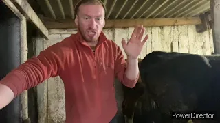 ДА, Я УСТАЛ ОТ ЭТИХ КОРОВ🐄🐄🐄 НЕ НУЖНЫ МНЕ ПОМОЩНИКИ🙅🏼‍♂️🙅🏼‍♂️🙅🏼‍♂️ УСЛЫШЬТЕ МЕНЯ