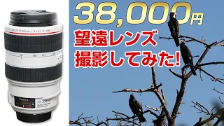 望遠レンズで、野鳥を撮影してみた！EF70-300mm F4 5 6L IS USM