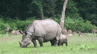 Chitwan National Park | Baby Rhino with mother |jungle safari in nepal | nepal wildlife tour