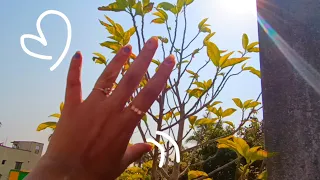 Gentle Outdoor Asmr Tapping and Tracing 🌿🍃