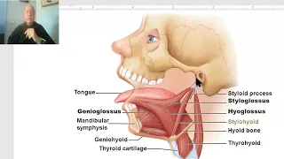 Anatomy of head and neck module in Arabic 55 (Styloid apparatus) , by Dr. Wahdan