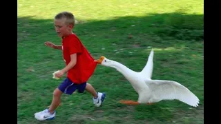 Angry birds and Goose attack people compilations - When Animals gone crazy