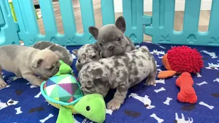 Our new litter of French Bulldog puppies playing❤️