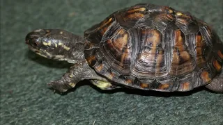 Meet Michigan's Turtles