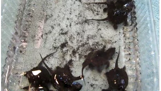 baby snapping  turtles hatching from eggs