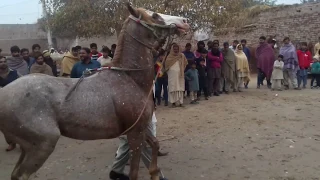 Best Horse Dance In Pakistan || Amazing Horse Dance 2020