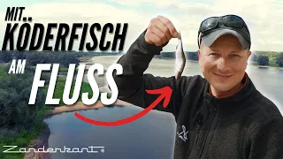 Mit Köderfisch am Fluss! Zanderangeln