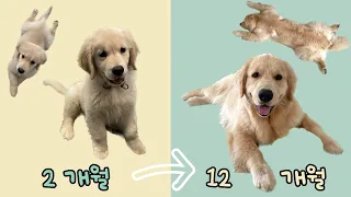 Golden Retriever that grows every time you wake up (one-year growth period)
