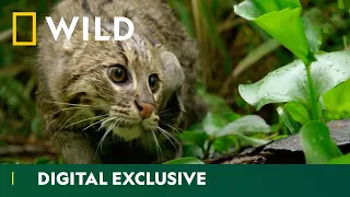 This Is Not Your Average House Cat | Big Cat Week | National Geographic Wild UK