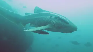 Diving the Mussandam Peninsular in Oman - May 2019