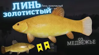 Русская рыбалка 4 о. Медвежье  ЛИНЬ ЗОЛОТИСТЫЙ/ Russian fishing 4 (РР4) Lake Bea Lin golden