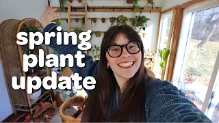 spring houseplant update & future plans for the plant room