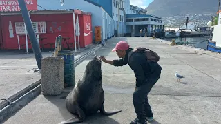 Hout Bay Harbour walk about with a seal encounter on an Autumn day in Cape Town