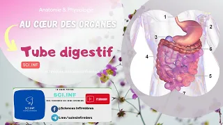 Au coeur des organes : Tube digestif