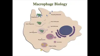 Unit 3   Macrophage Biology & Salmonella Infection PlayPosit