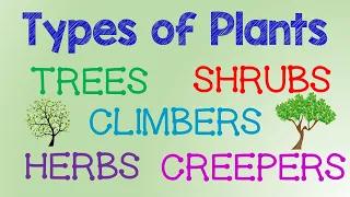 Plants Around Us | Types of Plants | Different Types of Tree | Plants for kids