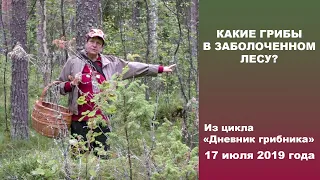 Какие грибы в заболоченном лесу? Дневник грибника 17 июля 2019 года.