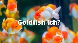 Goldfish Ich or White Spot Disease - What causes goldfish ich? How to treat ich on goldfish?