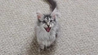 Maine Coon Kitten Luna Meows at the Camera