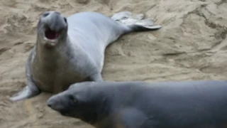Elephant seal rookery in San Simeon