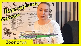 Типы нервных систем животных.