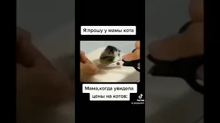 Я прошу у мамы кота😉😉😉😉😉😉😉