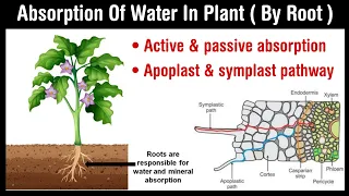 Absorption of water in plant | active and passive absorption | apoplast and symplast pathway