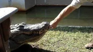 Alligator Bite - Original AKA "The Chester Video"