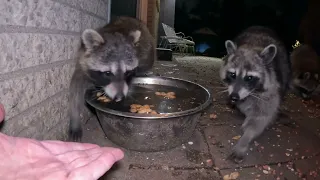 Listen to raccoons up close