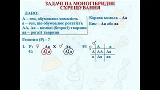 Генетика. Задачі. Моногібрибне схрещування #біологія #зно #мнт #генетика #biology